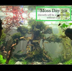 Marcus Fish Tanks Christmas Moss Vesicularia Montagnei Easy to Grow Live Aquarium Plants Buy 2 Get 1