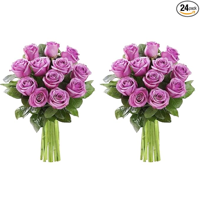 KaBloom - 24 Stems of Purple Roses (Cut-to-Order, and Homegrown in the USA) - Fresh Flowers for Birthday, Valentine's & Mother's Day