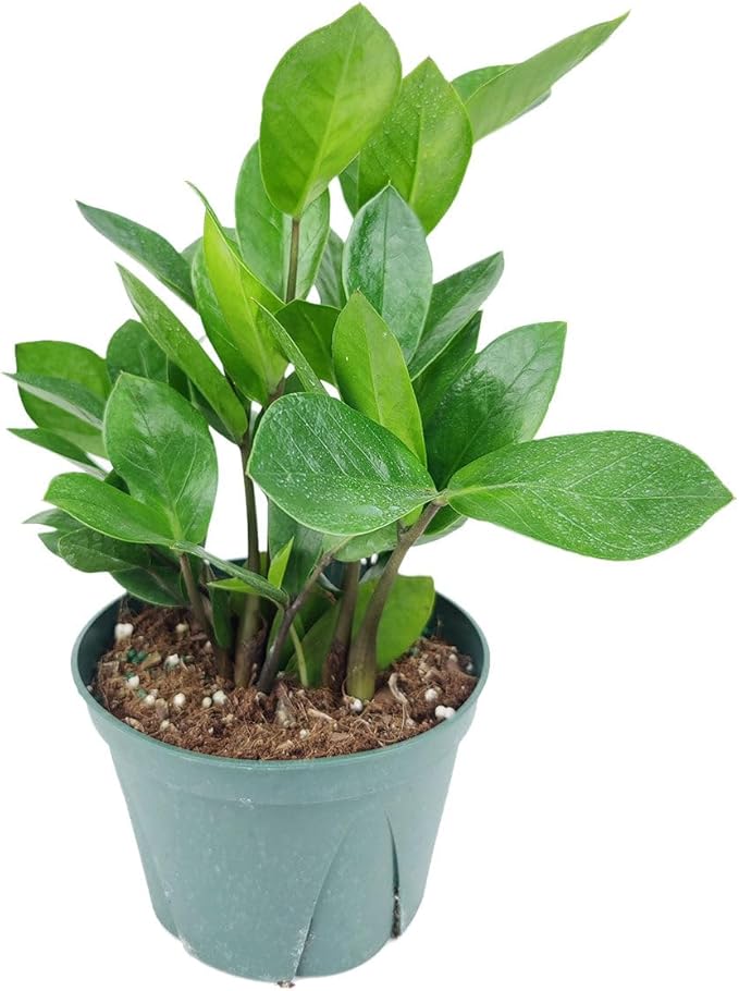 ZZ Plant (6 inch) - Lucky Houseplants - 4/6 inch Unique Live Decorative Houseplants - Easy to Care Indoor Plants, Perfect for Office, Home & Feng Shui Decor