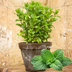 Sets 3 Spearmint Plants Live Fast Growing for Spring Planting, Fragrant Culinary Herb Mint for Indoor Outdoor Gardening, Cold Hardy