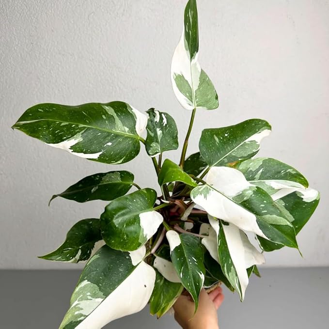 Philodendron Plant Live, Rare Variegated Philodendron Houseplant for Planting, Home Office Decor 4 to 8 Inches (White Variegated)