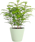 Thorsen's Greenhouse Live Norfolk Island Pine Plant, Christmas Greenery Gift or Decor, Air Purifying Premium Indoor Houseplant, Mature 4" Diameter Pot (Sage, 6-inch Pot)