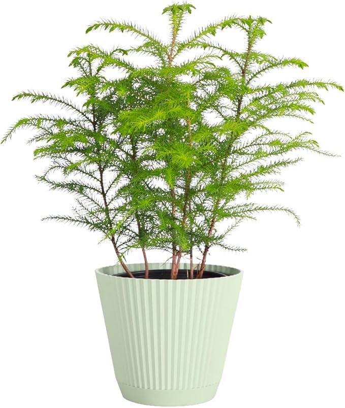 Thorsen's Greenhouse Live Norfolk Island Pine Plant, Christmas Greenery Gift or Decor, Air Purifying Premium Indoor Houseplant, Mature 4" Diameter Pot (Sage, 6-inch Pot)