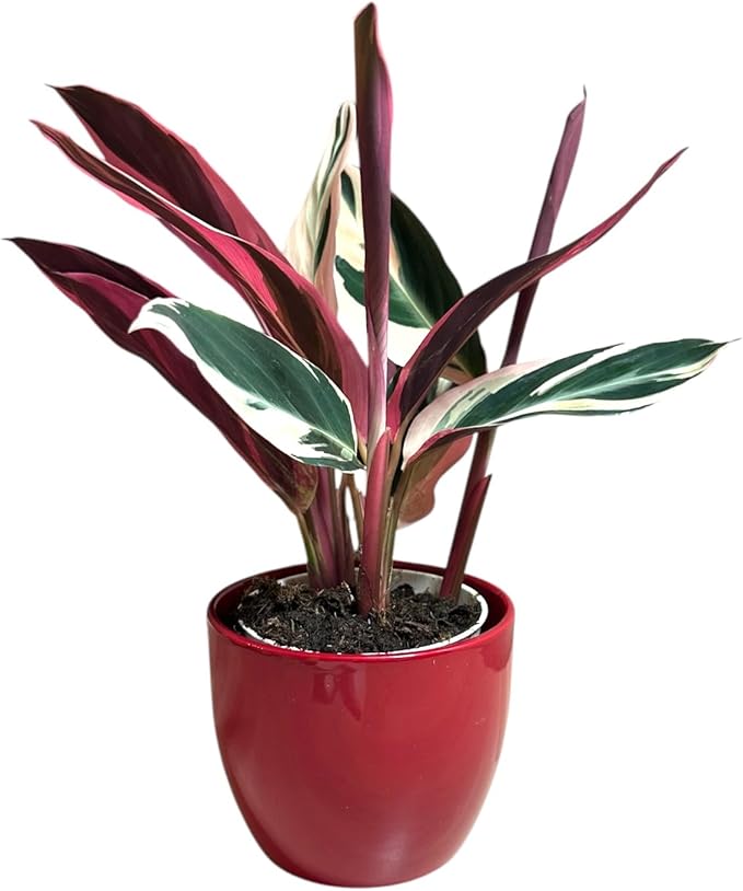 Live Plant Stromanthe Triostar, Pet-Friendly, Tricolor Prayer Plant, 12-16" Tall, Indoor Plant, Easy to Care, Rare Plant, 4.7 inch Decorative Pot (Red)