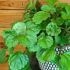 2 Green Swedish Ivy Plants Live for Planting, Plectranthus Swedish Ivy Herb Live Starter Plants, Swedish Ivy Mint Plant Hanging Basket Houseplant