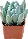 Live Succulent x Pachyveria 'Clavifolia', 2 Inch Fully Rooted Potted Plant, Easy Care & Drought Tolerant, Indoor Houseplant for Home Decor