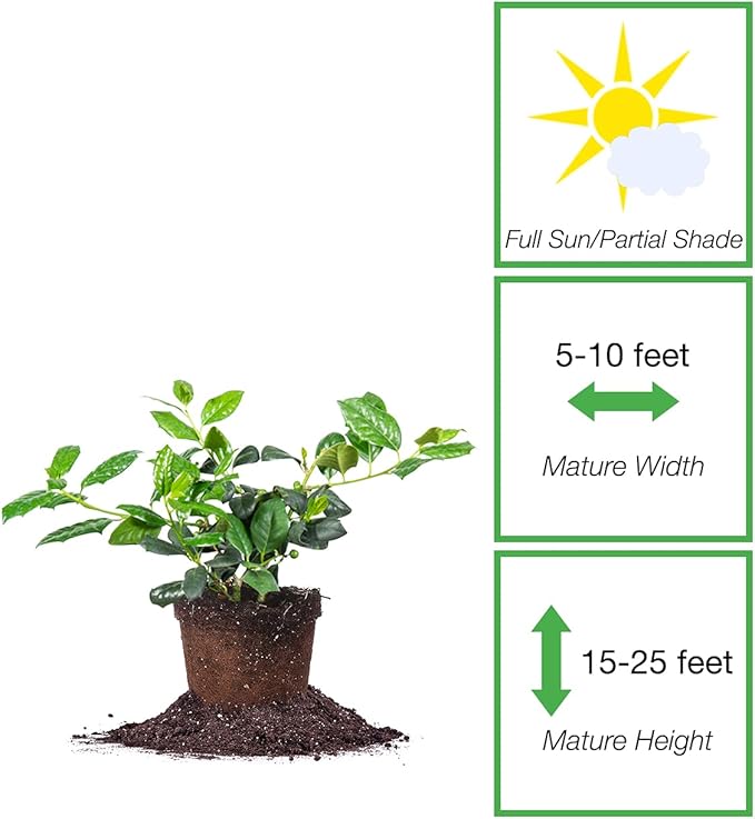 PERFECT PLANTS Nellie Stevens Holly 1 Gal. Pot | Fast Growing Privacy Evergreen| Easy to Maintain, Glossy Green Foliage