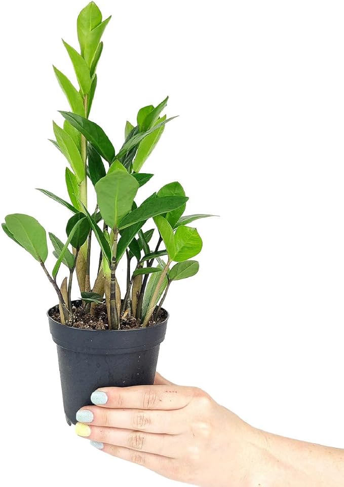 ZZ Plant (4 inch) - Lucky Houseplants - 4/6 inch Unique Live Decorative Houseplants - Easy to Care Indoor Plants, Perfect for Office, Home & Feng Shui Decor
