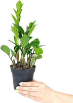 ZZ Plant (4 inch) - Lucky Houseplants - 4/6 inch Unique Live Decorative Houseplants - Easy to Care Indoor Plants, Perfect for Office, Home & Feng Shui Decor