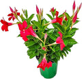 Coral Dipladenia Bush - Live Flower Plant - Tropical Plants of Florida - 14 inch Overall Height - 1 Gallon (Plant Only)