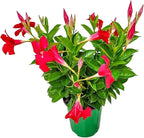 Coral Dipladenia Bush - Live Flower Plant - Tropical Plants of Florida - 14 inch Overall Height - 1 Gallon (Plant Only)