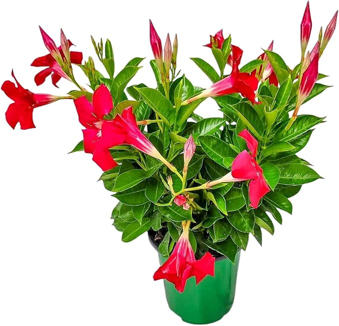 Coral Dipladenia Bush - Live Flower Plant - Tropical Plants of Florida - 14 inch Overall Height - 1 Gallon (Plant Only)