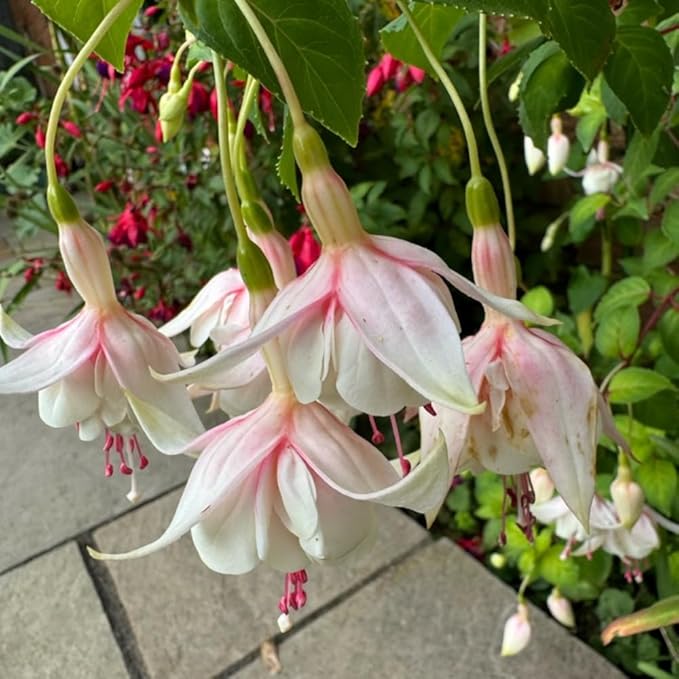 2 Fuchsia Plants, Live Fragrant Fuchsia Flower Bush Shrub, 3-6 Inches Tall (White)