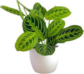 Live Plant, Lemon Lime Maranta Prayer Plant, Pet Friendly, Air Purifying Plant, Easy Care, Easy to Grow Live Indoor Plant, Houseplant, Rare Indoor Plant, Home Décor Pot (White)