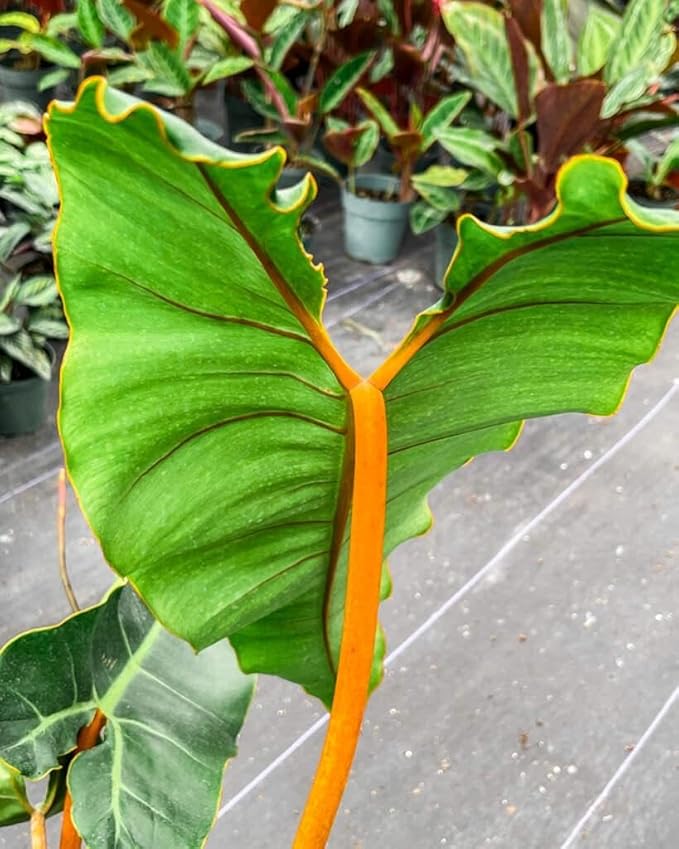 RedCrocus Philodendron billietiae- Tropical Indoor Plant with Large Glossy Leaves, Vibrant Orange Veins, Air-Purifying, Easy Care for Home & Office Decor 6" Pot