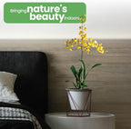 American Plant Exchange Live Oncidium Orchid Plant with Colorful Flowers, Dancing Lady Orchid, Ideal for Home and Garden Decor, 4" Pot