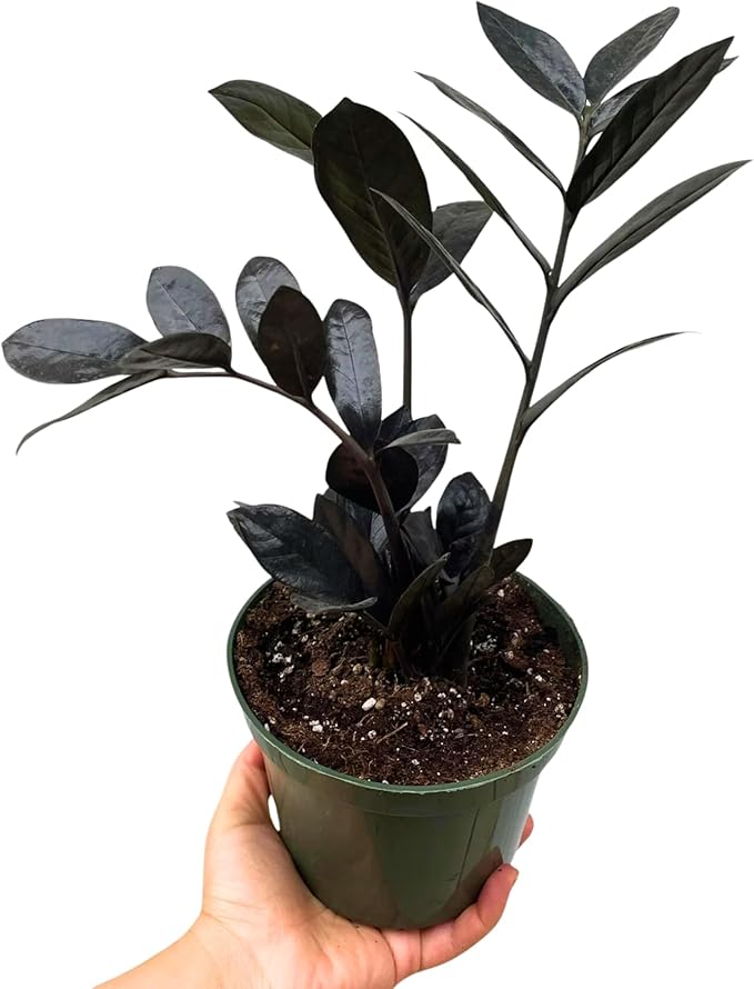 PLANTVERS Raven ZZ Plant in Nursery Pot | Zamioculcas Zamiifolia ‘Raven’ | Low-Light Black Foliage Indoor Plant | Drought-Tolerant Air Purifier for Home or Office (4" Grow Pot)