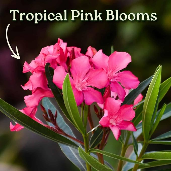 Calypso Pink Oleander Bush - Live Flower Plants - Tropical Plants of Florida - 26" to 30" Overall Height (Plant Only)