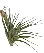 ragnaroc Air Plants - Elsker Gift Box - Large 4" - 5ct - Live Arrival Guaranteed - House Plants for Home Decor & Gift
