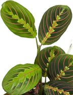 Red Prayer Plant, Red Maranta, Gorgeous Live Indoor Plant, Easy to Care and Rare Variety 4 inch Pot
