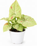 Syngonium Milk Confetti Live Plant, Mint and Pink Indoor Plant, Pink Variegated Plant, Easy Houseplant, Live Plants Indoor Syngonium Plant Live