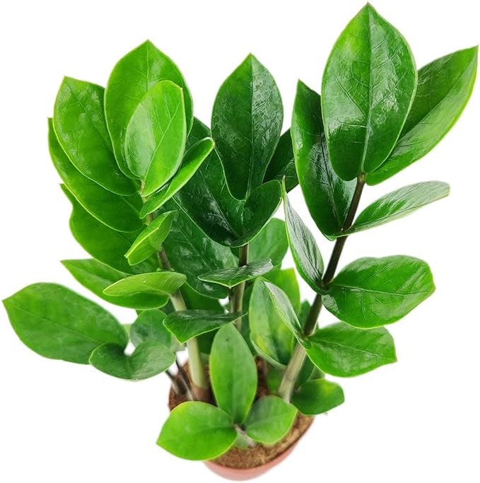 ZZ Plant (6" Grower Pot) - Low Light and Healthy Houseplant - Easy to Care Indoor Houseplant - Live Healthy Houseplant for Home Office Decoration