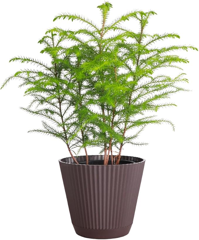 Thorsen's Greenhouse Live Norfolk Island Pine Plant, Christmas Greenery Gift or Decor, Air Purifying Premium Indoor Houseplant, Mature 4" Diameter Pot (Chocolate, 6-inch Pot)