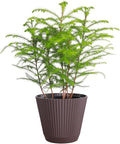 Thorsen's Greenhouse Live Norfolk Island Pine Plant, Christmas Greenery Gift or Decor, Air Purifying Premium Indoor Houseplant, Mature 4" Diameter Pot (Chocolate, 6-inch Pot)