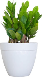 ZZ Plant Live 10–14 inches Tall in 6 inch Plant Pot, Easy Care Low Light Indoor House Plant for Home and Office Decor by United Nursery (White Decorative Pot, 6-inch Pot, ZZ Green)