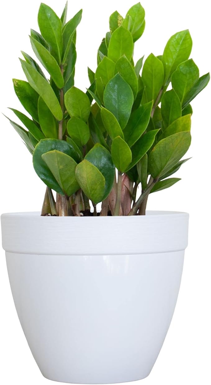 ZZ Plant Live 10–14 inches Tall in 6 inch Plant Pot, Easy Care Low Light Indoor House Plant for Home and Office Decor by United Nursery (White Decorative Pot, 6-inch Pot, ZZ Green)