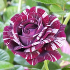 Purple White Stripe Climbing Rose Live Plant, Can Grow As Rose Bushes Shrubs, Fragrant Ready to Plant, Starter Size, 5 to 10 Inc Tall, Dormant in Winter