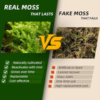 Live Moss – Plagiomnium Moss (3 Sheets, Each Approx. 3.5"x7") for Terrariums, Moss Balls, Bonsai & Natural Plant Decor – Naturally Grown, Reusable, Not Artificial