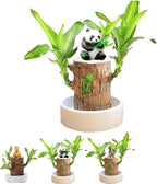 Brazilian Lucky Wood, Brazil's Lucky Tree Doesn't Need to Wait to Sprout, Hydroponic Stump for Purifying Indoor Air, Office Desk Decorations Plant Pot (A)