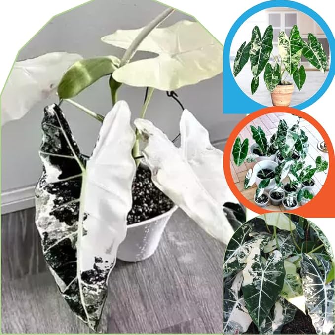 2 Frydek Alocasia Plants Live Houseplant for Indoor Outdoor Growing, 4 to 8 Inches Tall, Rare and Hardy
