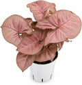Syngonium Strawberry Live Plant, Pink Syngonium Indoor Plant, Live Houseplant, Easy Care Low Maintenance Plant, Indoor Plants for Home Decor and Room Decor