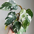 White Princess Philodendron Plant Live Indoor, 5-9" No Pot, Tropical House Plant for Indoor, 5-9" No Pot Home Décor Houseplants