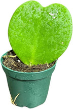 Hoya Kerrii Heart Succulent Plant in a 1.5 inch Pot, Live Indoor Low Light Air Purifying, Easy-Care House Plant