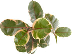 Shop Succulents Ficus Tineke, Live Indoor Plant, Low Maintenance Rubber Tree with Vibrant Pink and Green Leaves, Ideal for Home Decor, Office, and Room Enhancement, 6 Inch Nursery Pot