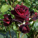 Rose Live Plant, Roses Flower Plant, Fragrant Flower for Planting, 4-6 Inches Tall, Bush Shrub Plants, Well Rooted, Ready to Grow (Velvet Red Rose)