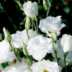 Eustoma Lisianthus Plant Live, Lisianthus Flowers Well Rooted Plug 2-3 Inch Height, Lisianthus Thornless Roses Seedling (White Lisianthus)