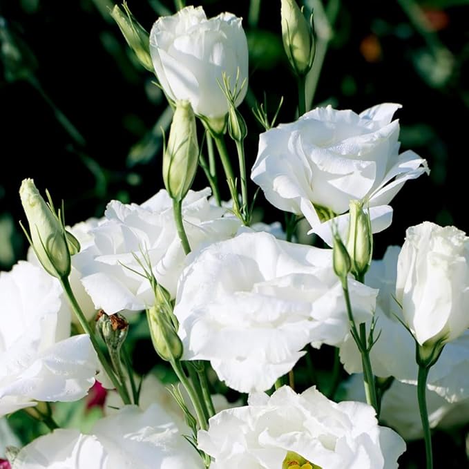 Eustoma Lisianthus Plant Live, Lisianthus Flowers Well Rooted Plug 2-3 Inch Height, Lisianthus Thornless Roses Seedling (White Lisianthus)