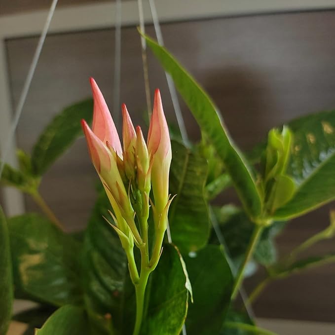 Mandevilla Plants (Giant Peach, 12" Hanging Basket)
