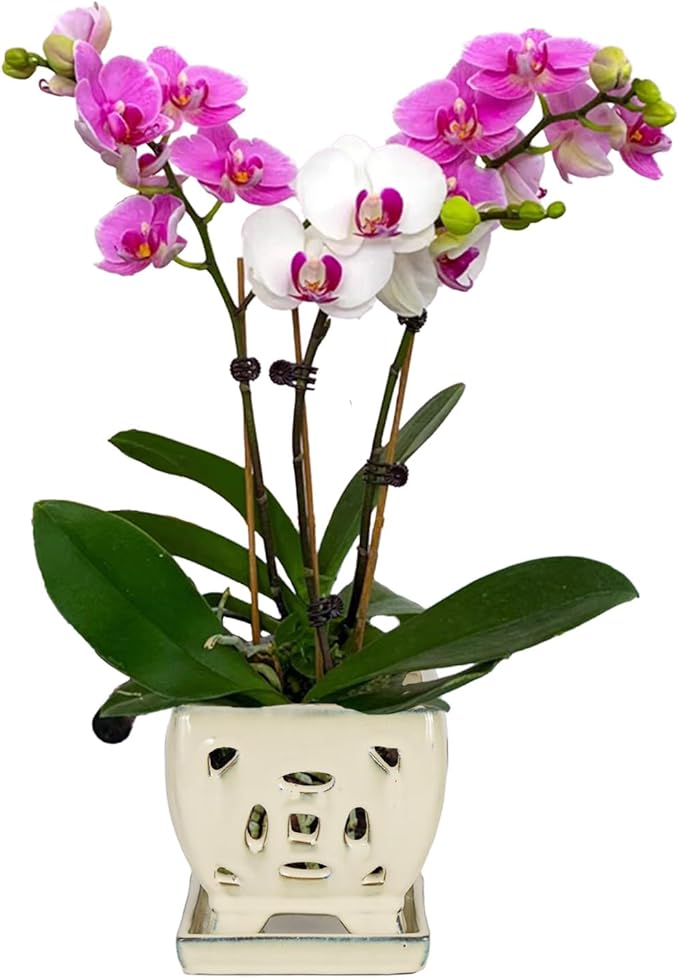 W&W Orchid Pot with Holes and Saucer for Repotting, Cream White, 5.5"