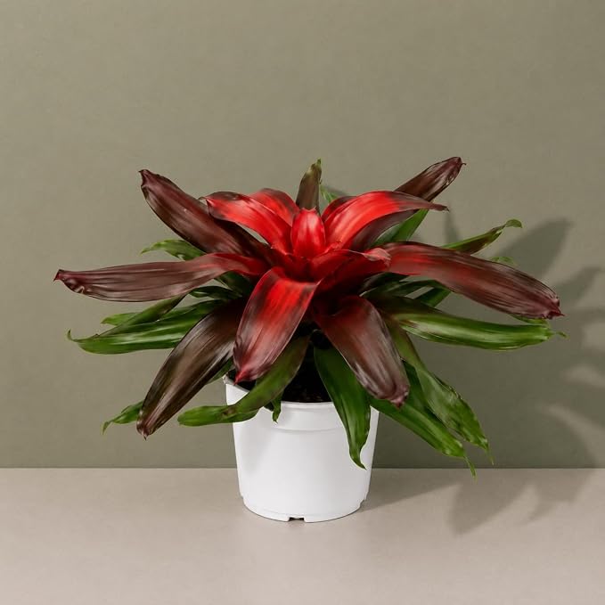 Bromeliad Medusa Red Live Plant, Bromeliads Live Plant, Colorful Indoor Plants, Perfect Mothers Day Plants Gift, Bromeliad Plants Live Houseplants
