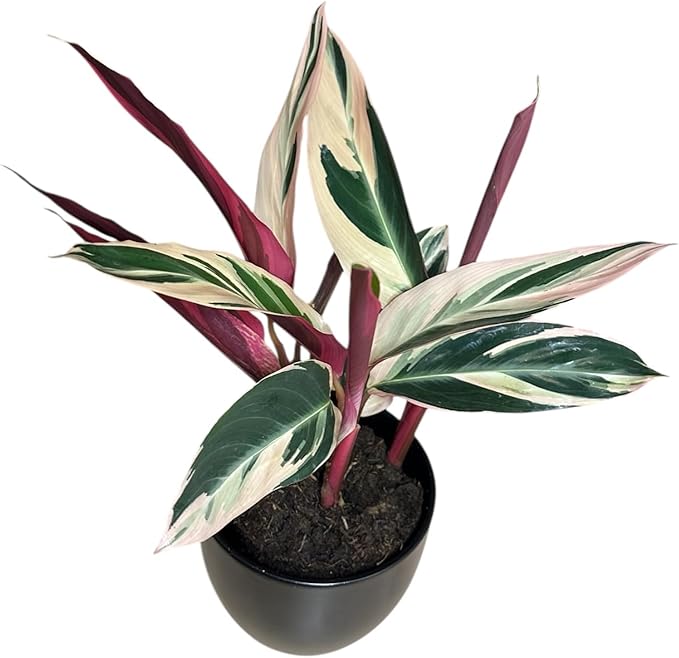 Live Plant Stromanthe Triostar, Pet-Friendly, Tricolor Prayer Plant, 12-16" Tall, Indoor Plant, Easy to Care, Rare Plant, 4.7 inch Decorative Pot (Black)
