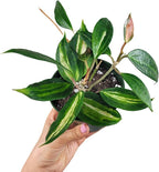 Hoya Pot of Gold - Inner Variegated Hoya Latifolia FKA Macrophylla Inner Variegated - Available in 3.5", 4.5" Pot & 6" Pot - Hoya Plants Live Houseplants (2-3 Plants/Vines, 4.5" Pot)