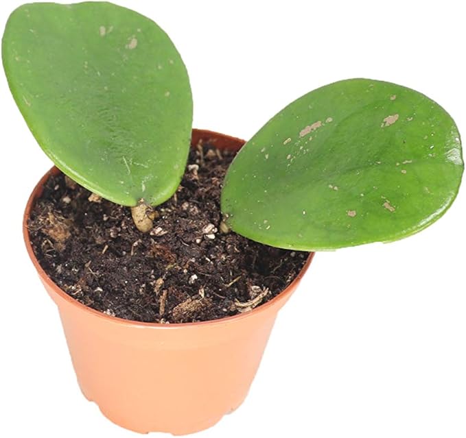 Hoya Obovata Splash-2'' from California Tropicals