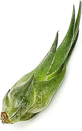 ragnaroc Air Plants - Tillandsia Seleriana, Large 4-6" - 1ct - Live Arrival Guaranteed - House Plants for Home Decor & Gift