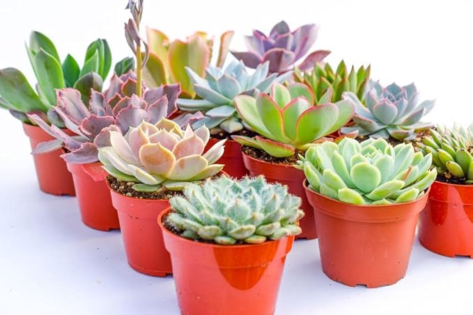 Large Colorful Outdoor Succulents - Assorted 4 Inch - Live Outdoor Succulent Plants - Large Fully Rooted Live Succulents (15)