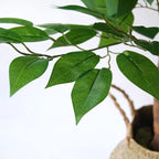 BLAINE | Ficus 71in | Decorative Artificial Plants | Large Artificial Plant | Artificial Plants for Indoor/Outdoor use | Realistic Decorative Artificial Plant for Home